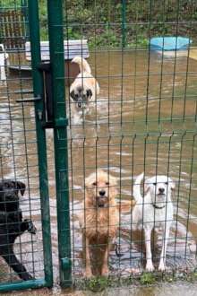 “Temos animais que ainda hoje tremem”: o impacto da Kristin nos abrigos